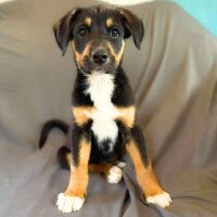 Ready for adoption at Cortez Rescue and Outreach