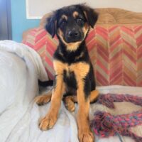 Ready for adoption at Cortez Rescue and Outreach