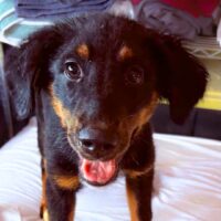 Ready for adoption at Cortez Rescue and Outreach