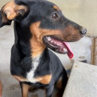 Ready for adoption at Cortez Rescue and Outreach