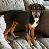 Ready for adoption at Cortez Rescue and Outreach