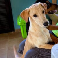 Ready for adoption at Cortez Rescue and Outreach