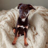 Ready for adoption at Cortez Rescue and Outreach