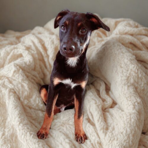 Ready for adoption at Cortez Rescue and Outreach