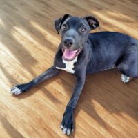 Ready for adoption at Cortez Rescue and Outreach