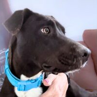 This dog is ready for adoption at Cortez Rescue and Outreach