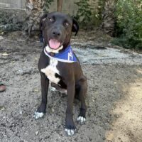 Adopt this dog at Cortez Rescue and Outreach