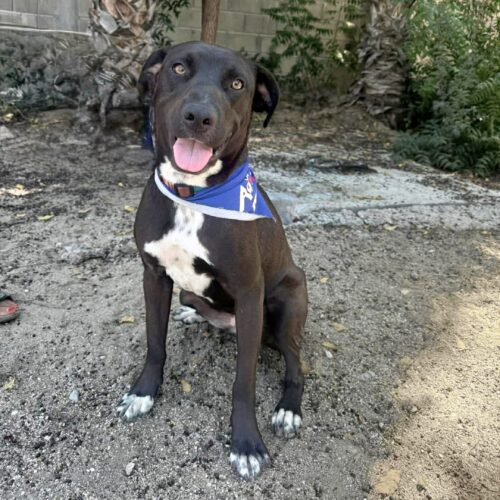 Adopt this dog at Cortez Rescue and Outreach