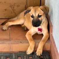 Ready for adoption at Cortez Rescue and Outreach