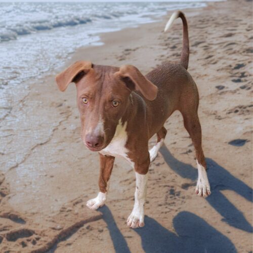 Ready for adoption at Cortez Rescue and Outreach