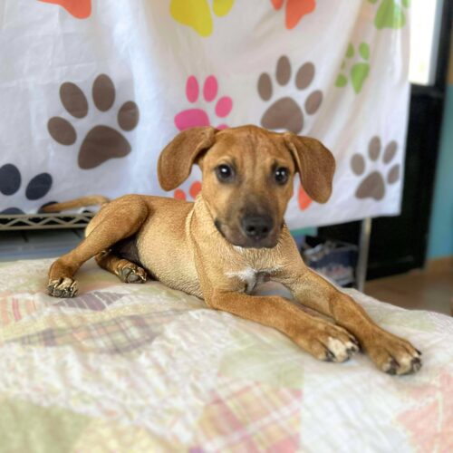 Ready for adoption at Cortez Rescue and Outreach