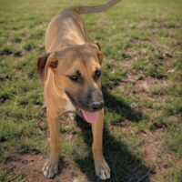 Ready for adoption at Cortez Rescue and Outreach