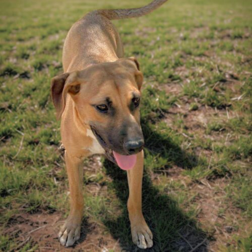 Ready for adoption at Cortez Rescue and Outreach