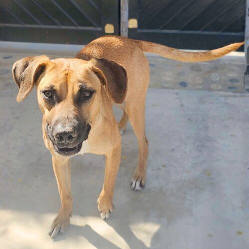 Adopt this dog at Cortez Rescue and Outreach