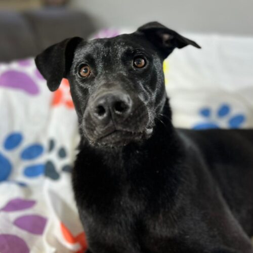 Adopt this pup at Cortez Rescue and Outreach