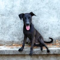 Ready for adoption at Cortez Rescue and Outreach