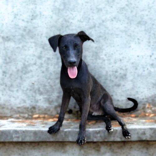 Ready for adoption at Cortez Rescue and Outreach