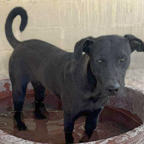 Ready for adoption at Cortez Rescue and Outreach