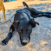 Adopt this dog at Cortez Rescue and Outreach