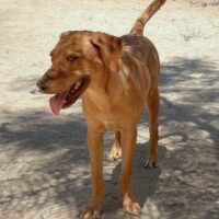 Ready for adoption at Cortez Rescue and Outreach