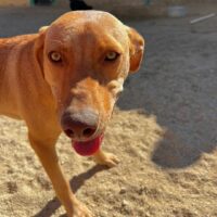 Ready for adoption at Cortez Rescue and Outreach