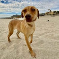 Adopt this dog at Cortez Rescue and Outreach