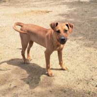 Ready for adoption at Cortez Rescue and Outreach