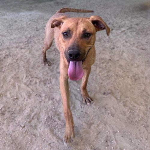 Ready for adoption at Cortez Rescue and Outreach