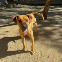 Adopt this dog at Cortez Rescue and Outreach