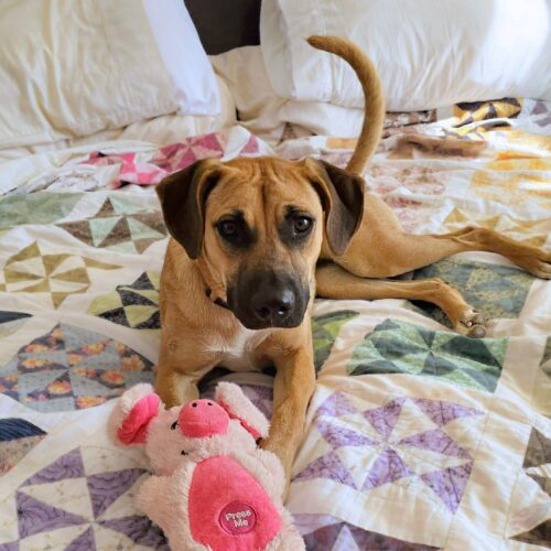 Adopt this dog at Cortez Rescue and Outreach