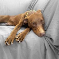 Learn more about this dog at Cortez Rescue and Outreach