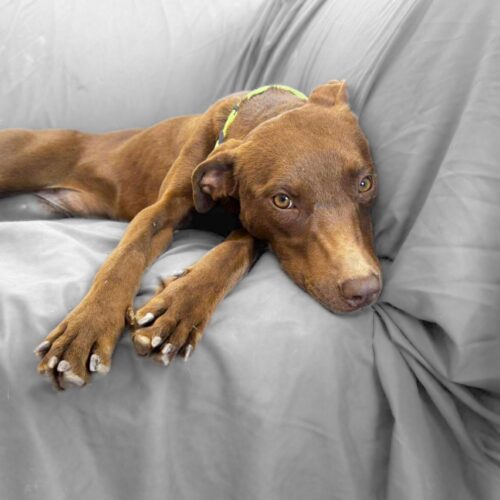 Learn more about this dog at Cortez Rescue and Outreach