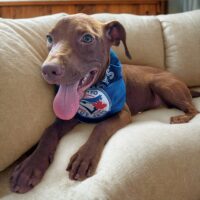 Ready for adoption at Cortez Rescue and Outreach