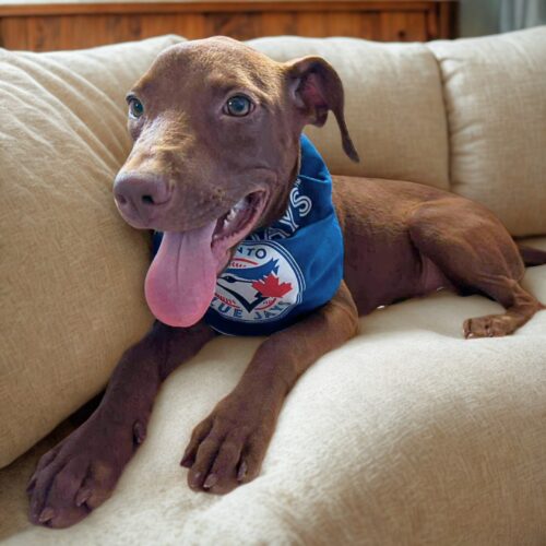 Ready for adoption at Cortez Rescue and Outreach