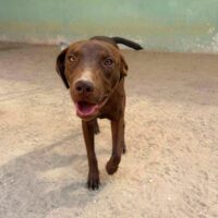 Ready for adoption at Cortez Rescue and Outreach