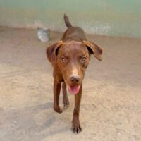 Ready for adoption at Cortez Rescue and Outreach