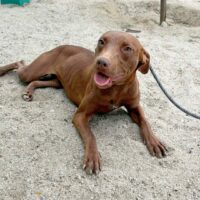 Ready for adoption at Cortez Rescue and Outreach