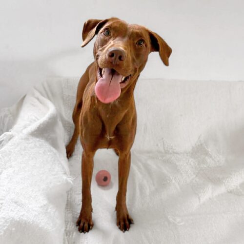 Ready for adoption at Cortez Rescue and Outreach