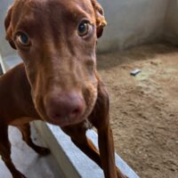 Ready for adoption at Cortez Rescue and Outreach