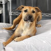 Ready for adoption at Cortez Rescue and Outreach