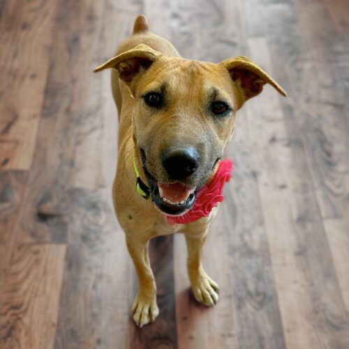 Ready for adoption at Cortez Rescue and Outreach