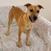 This dog is ready for adoption at Cortez Rescue and Outreach