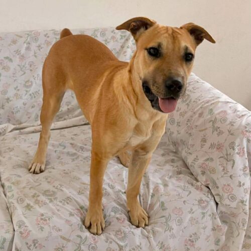 This dog is ready for adoption at Cortez Rescue and Outreach