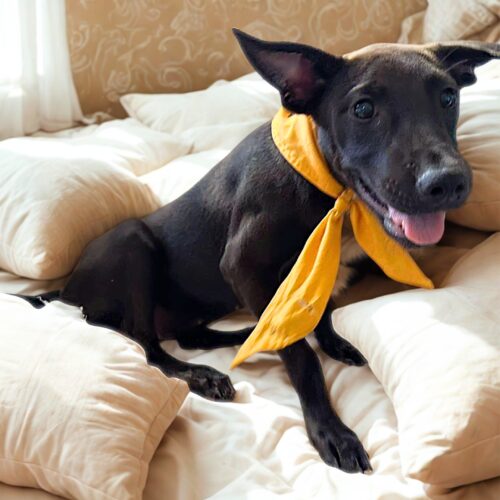 Ready for adoption at Cortez Rescue and Outreach