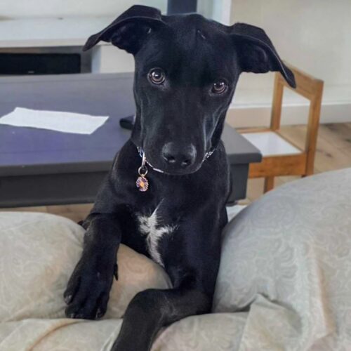 Ready for adoption at Cortez Rescue and Outreach