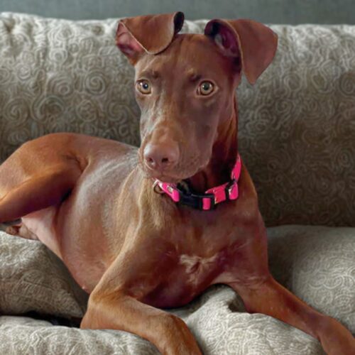 Ready for adoption at Cortez Rescue and Outreach