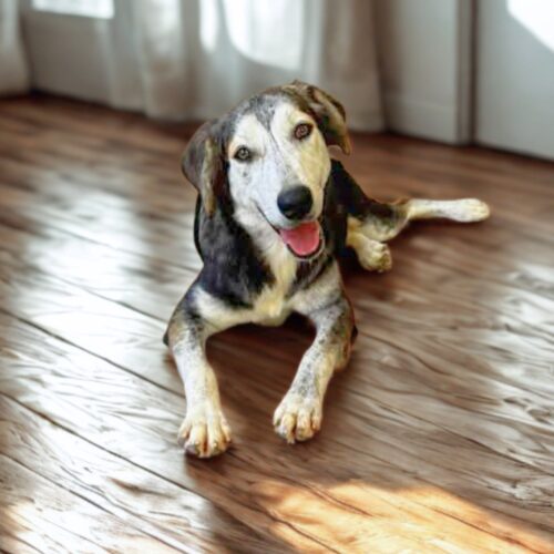 Ready for adoption at Cortez Rescue and Outreach