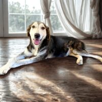 Ready for adoption at Cortez Rescue and Outreach