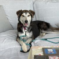 Adopt this dog at Cortez Rescue and Outreach