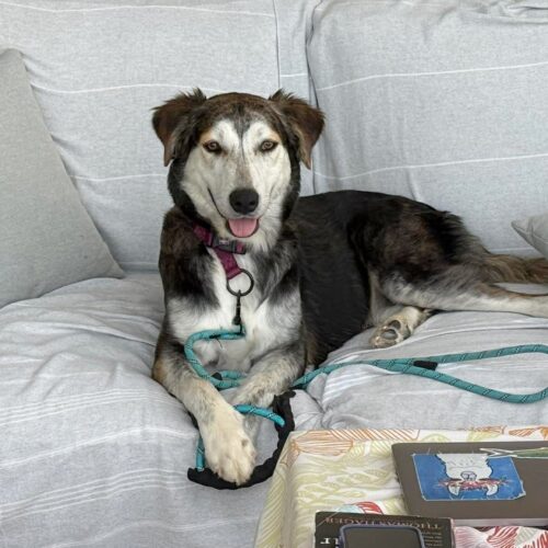 Adopt this dog at Cortez Rescue and Outreach